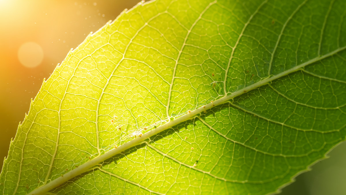 Fotosynthese einfach erklärt – wie Pflanzen aus Licht Leben machen