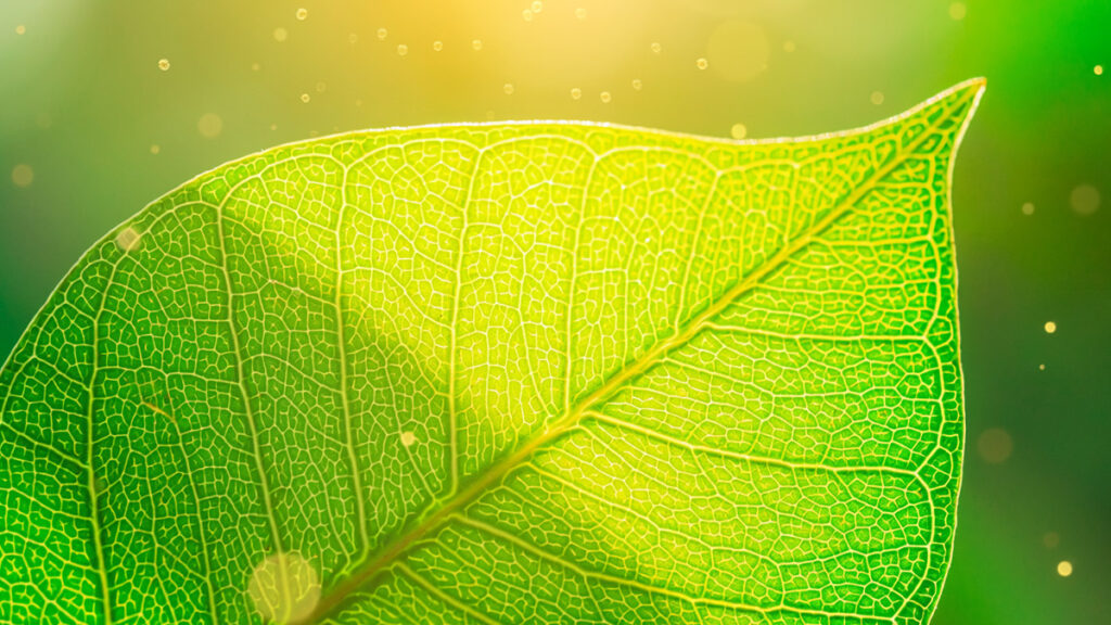 A sunlit greenhouse with lush green plants, light beams falling through the glass ceiling onto the leaves, scientific yet beautiful atmosphere — photorealistic, bright and clear.