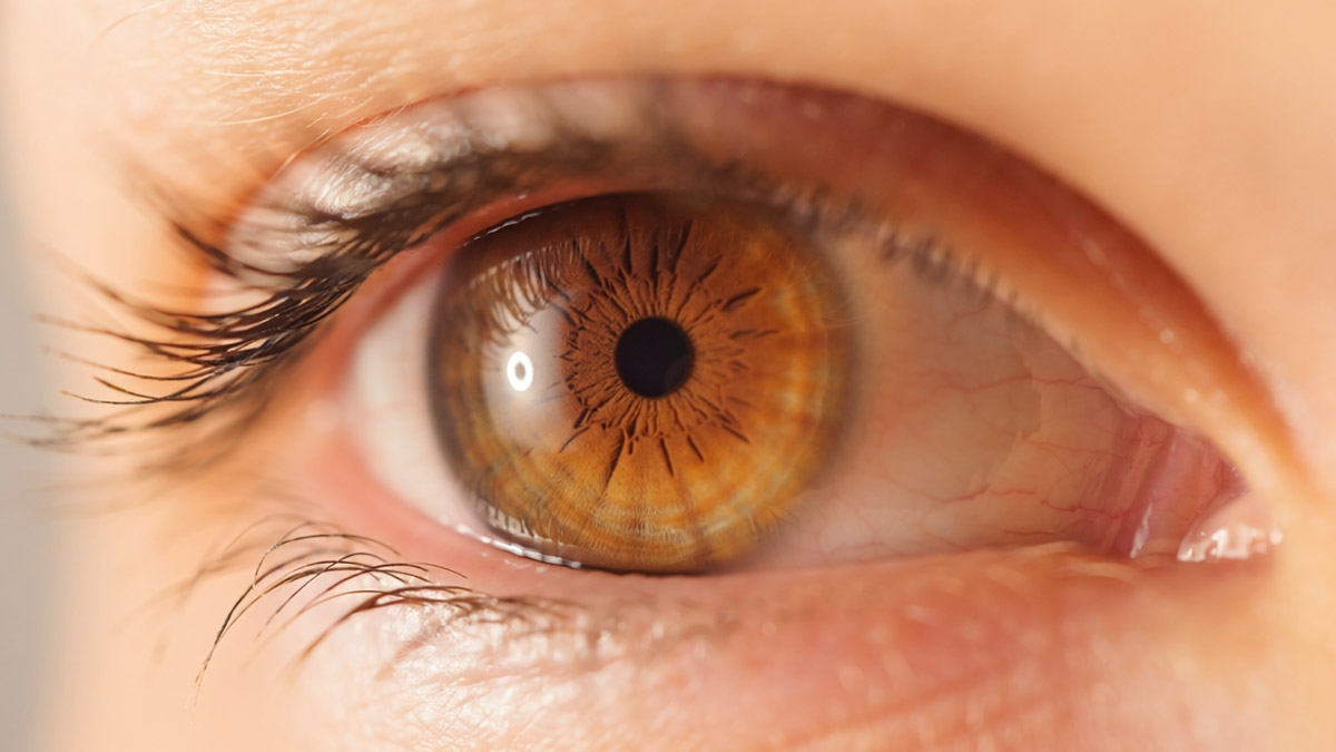 Licht und Optik – Warum wir sehen, was wir sehen